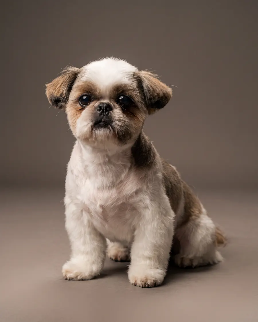 Shih Tzu, Teddy Cut