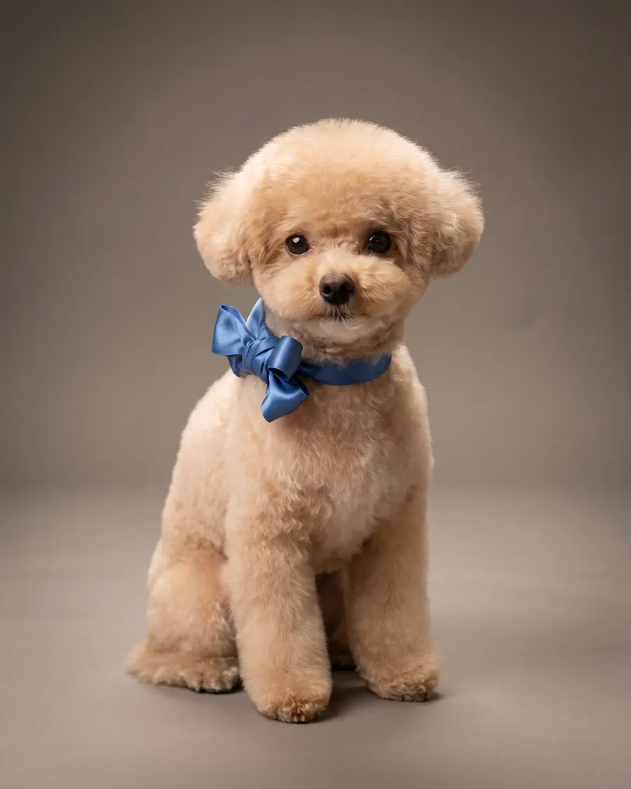 Toy Pudel, creme, Teddy Bear Cut