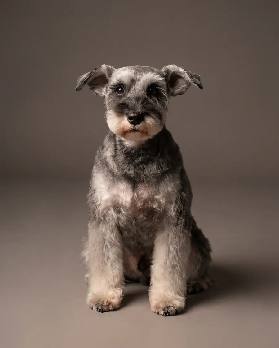Zwergschnauzer, Schnauzer-Schnitt
