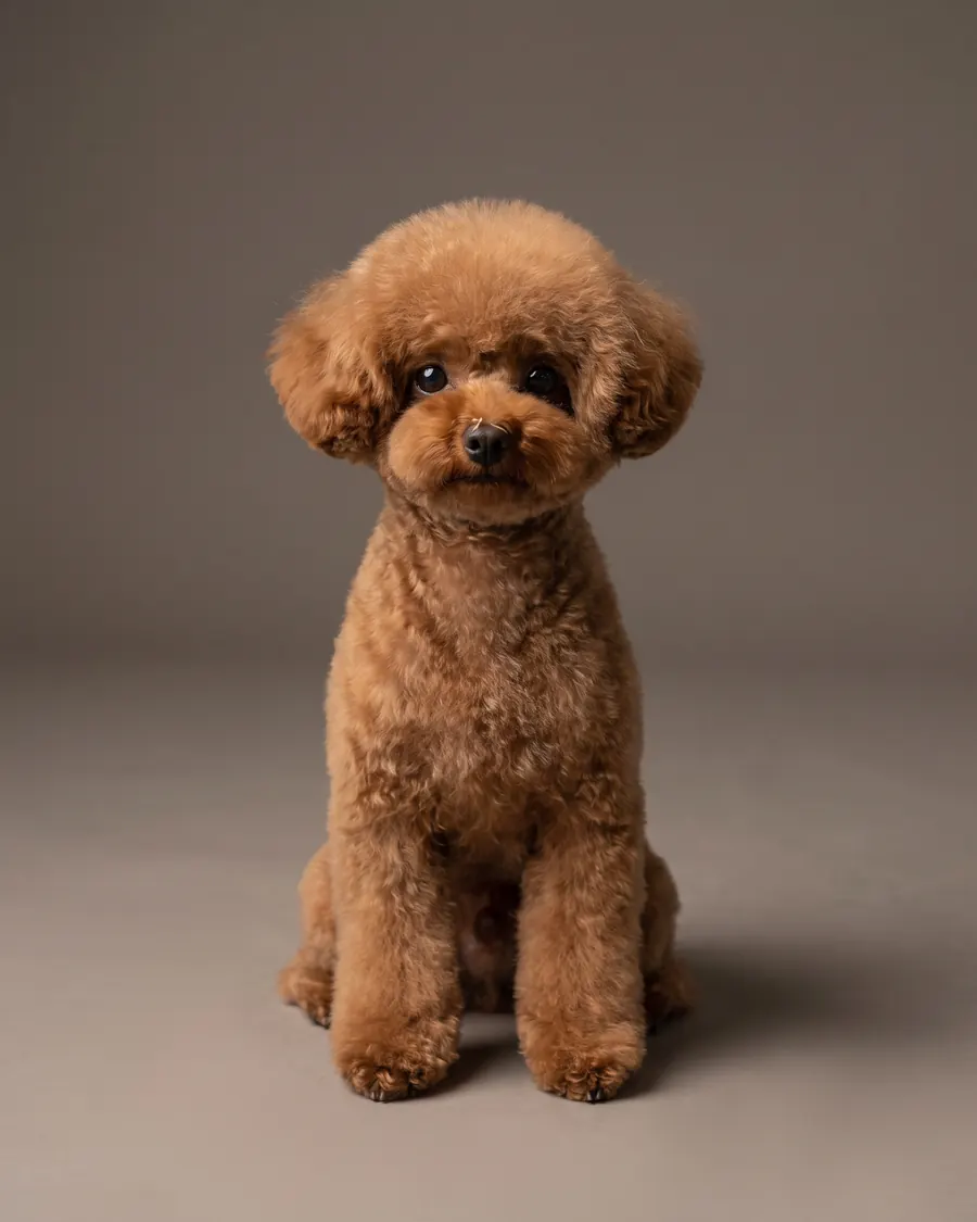 Toy Pudel, rot, Teddy Bear Cut