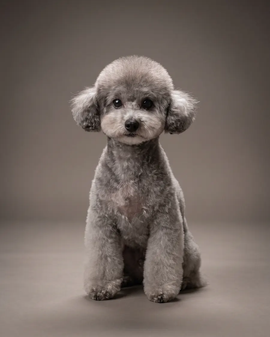 Toy Pudel, silber, Teddy Bear Cut