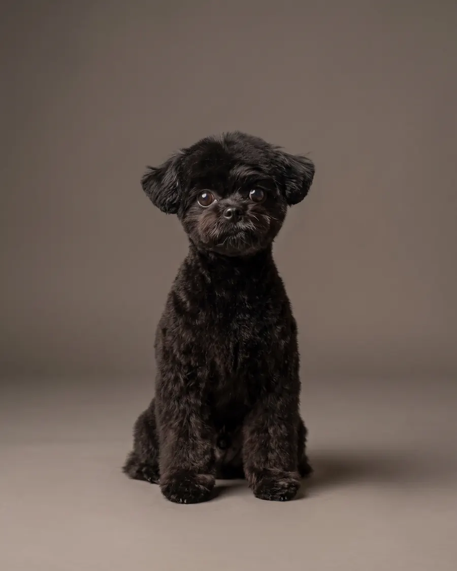 Toy Pudel, schwarz, Teddy Bear Cut