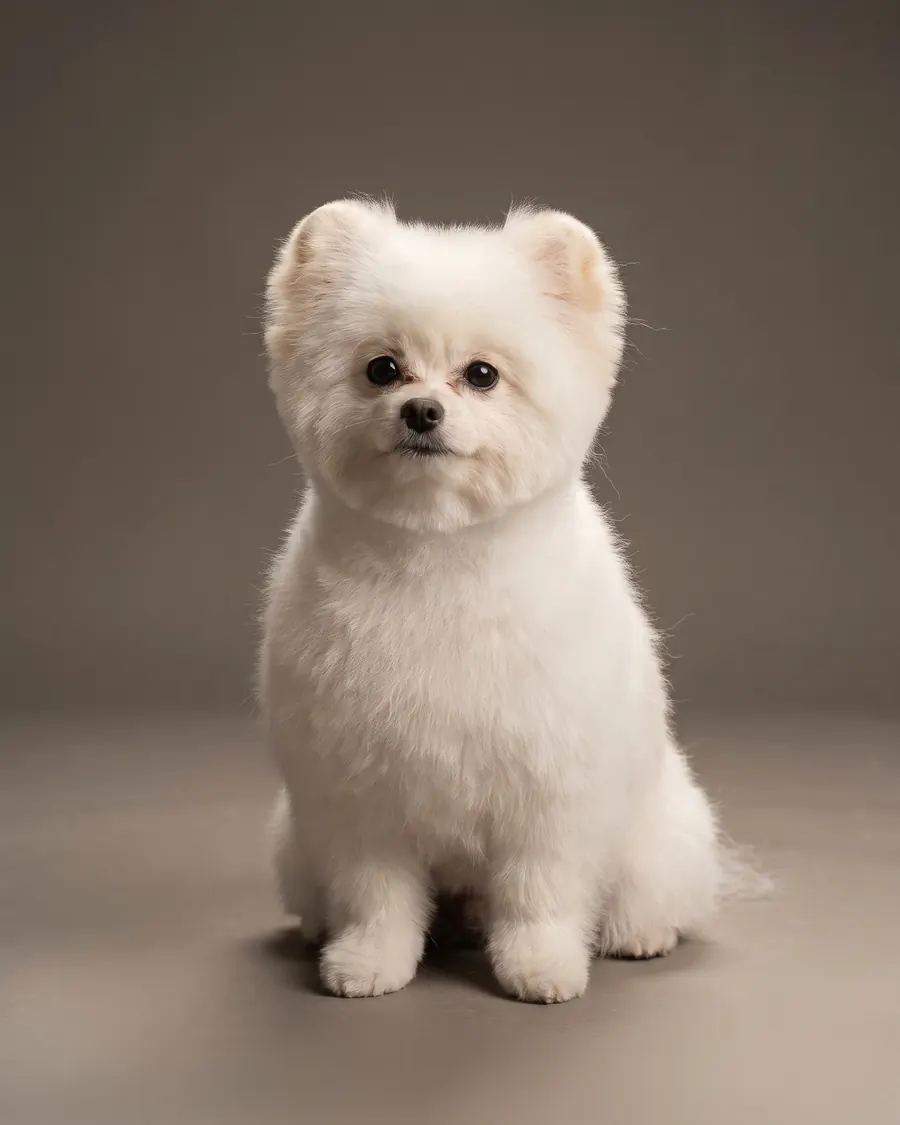 Pomeranian, weiß, Rundschnitt